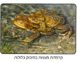 (בספר 5 תמונות)